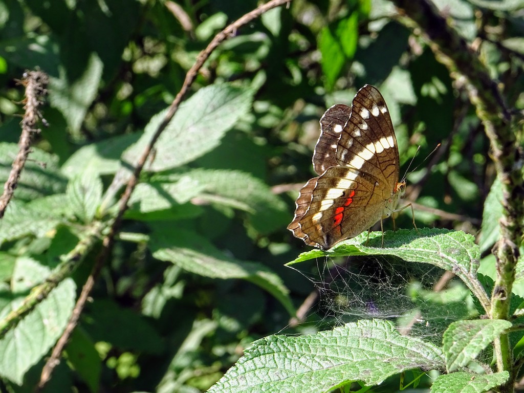 Costa Rica Manuel Antonio National park butterfly