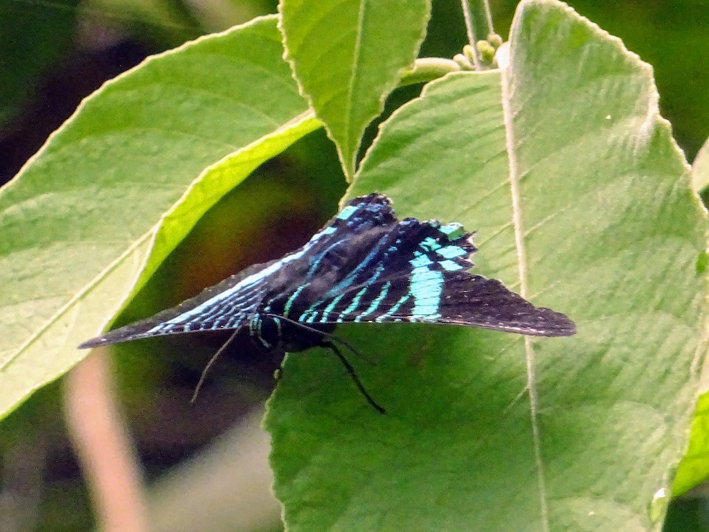 Costa Rica Manuel Antonio National park papillon1