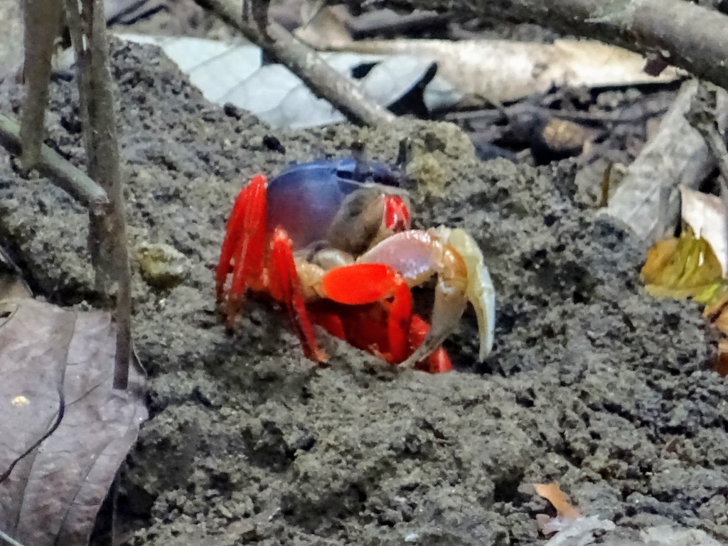 Costa Rica Manuel Antonio National park crab