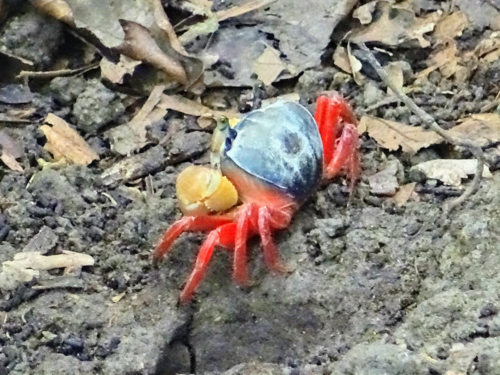 Costa Rica Manuel Antonio National park crab1