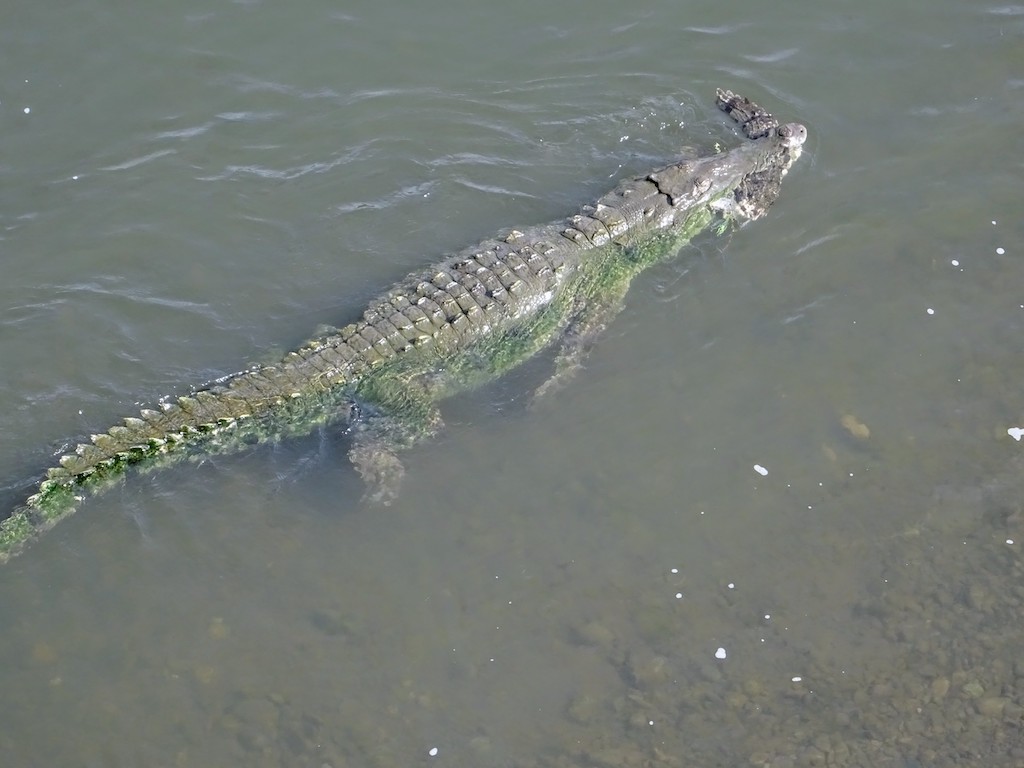 Costa Rica Manuel Antonio National park crocodiles1