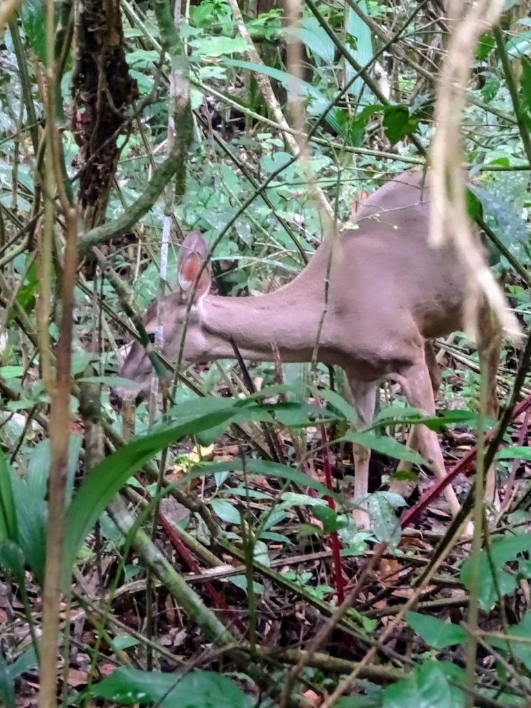 Costa Rica Manuel Antonio National park deer