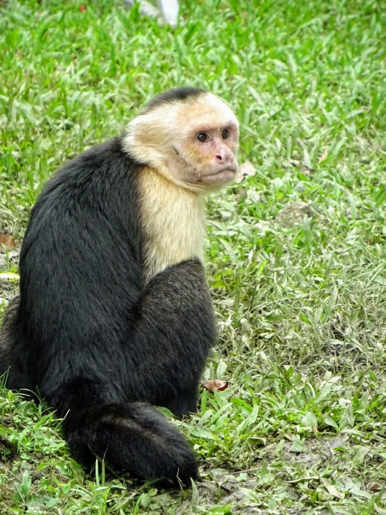 Costa Rica Manuel Antonio National park monkey1