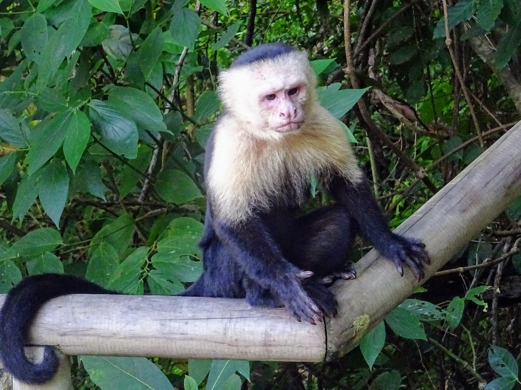 Costa Rica Manuel Antonio National park monkey2