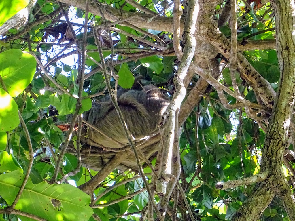 Costa Rica Manuel Antonio National park sloth