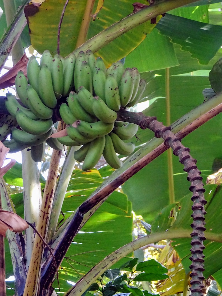 Costa Rica Régime de bananes