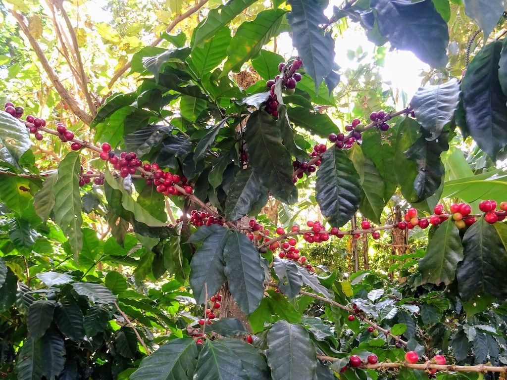 Costa Rica Cafétier