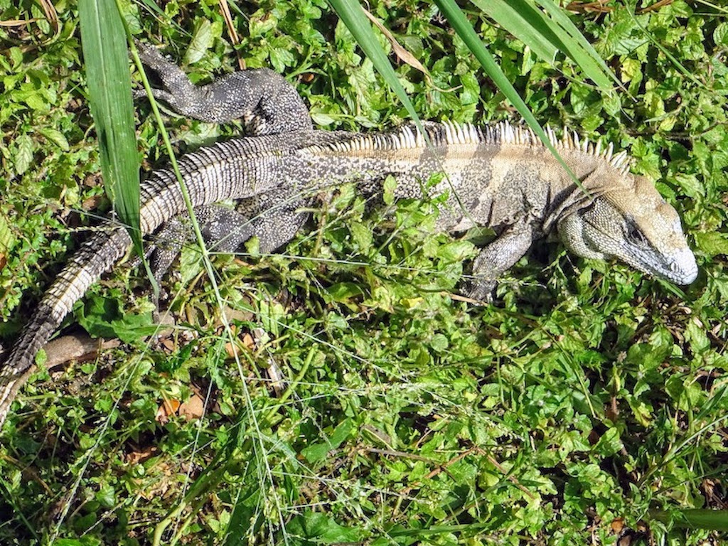 Costa Rica Iguane