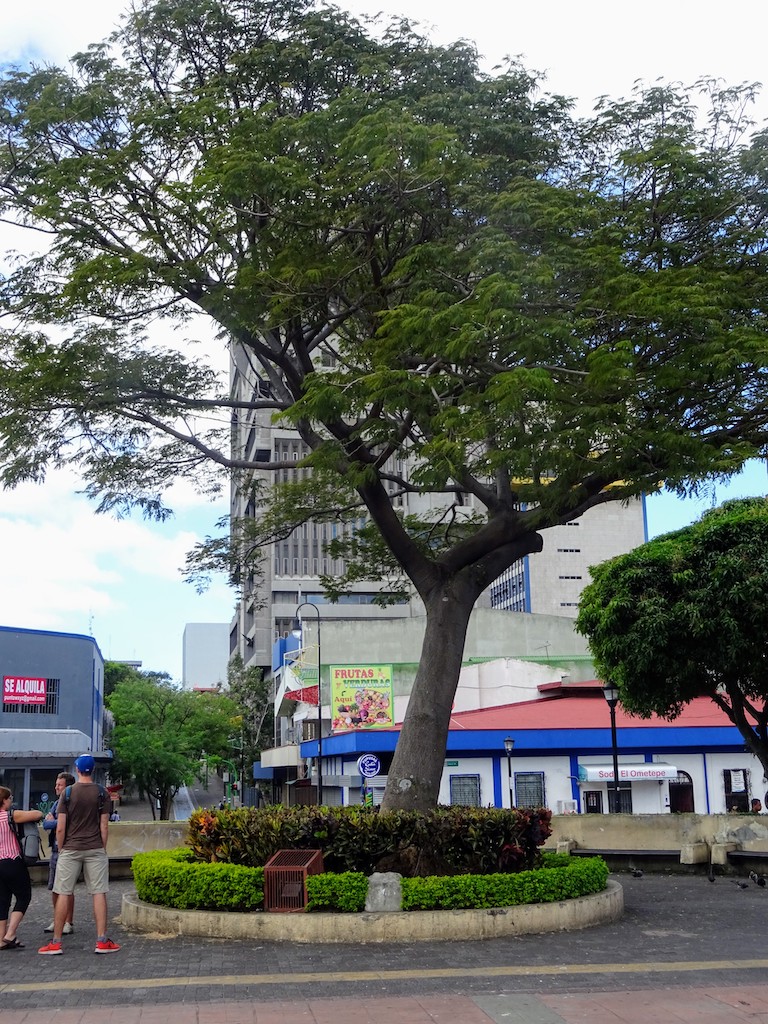 Costa Rica San Jose Chinatown Arbre Guanacaste