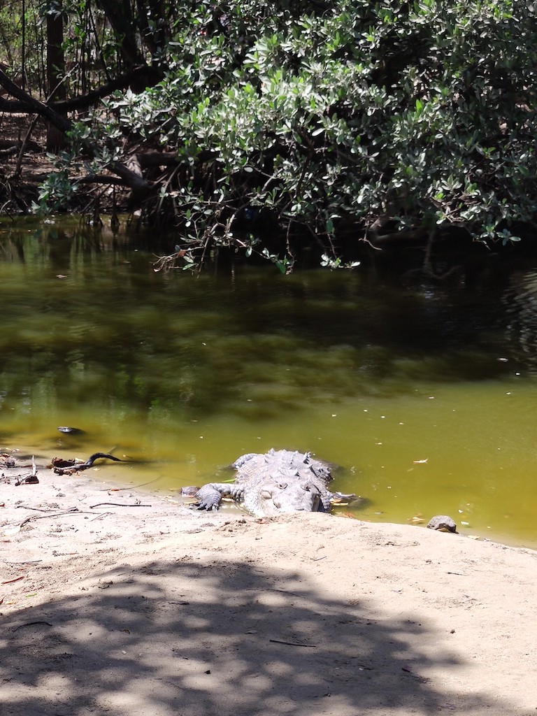 Costa Rica Tamarindo crocodile plage