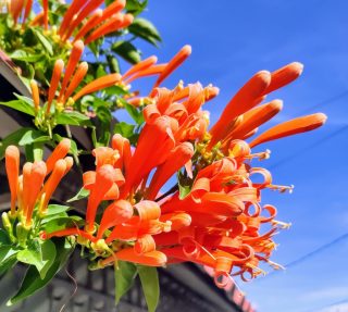 Costa Rica Fleurs Orange