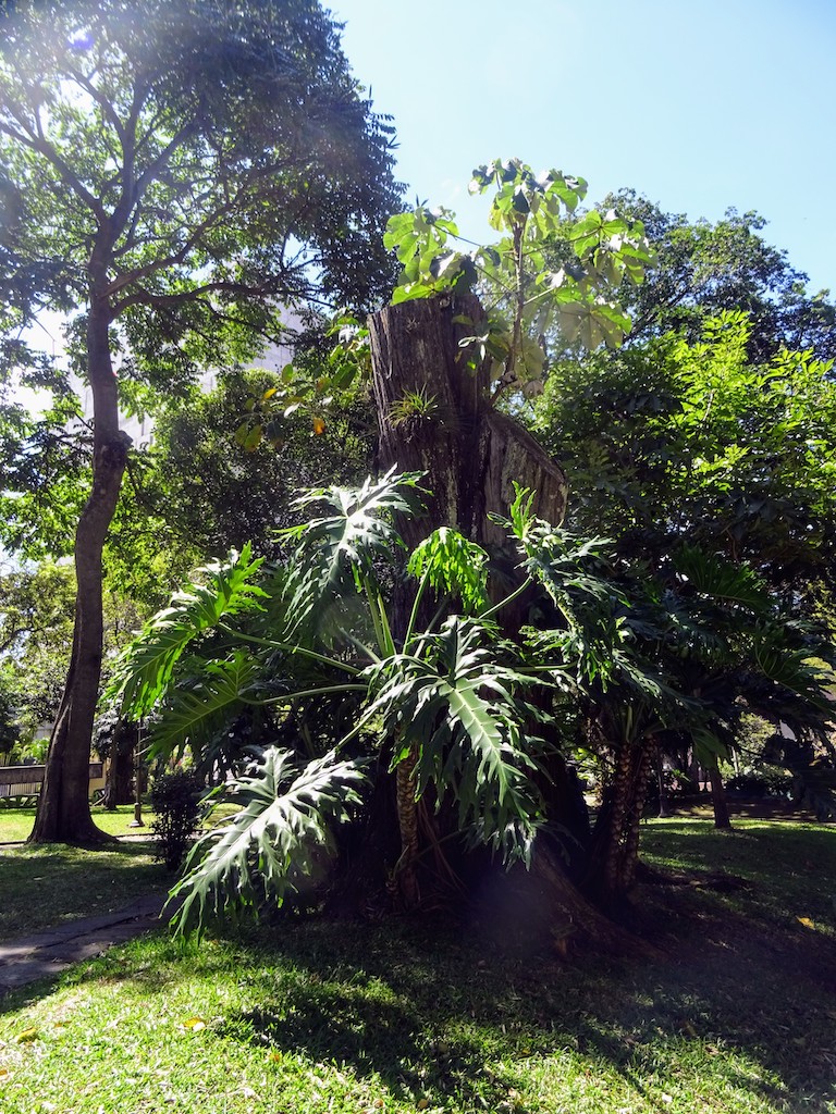 Costa Rica San Jose National Garden Tree