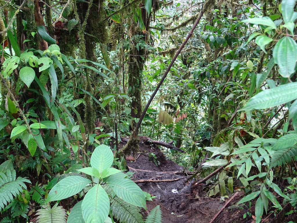 Costa Rica Arenal Cerro Chato trail down 0