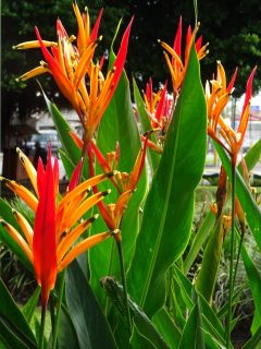 Costa Rica Arenal La Fortuna fleur 2