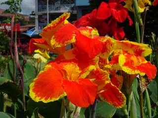 Costa Rica Arenal La Fortuna fleur 3