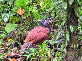 Costa Rica Arenal national parc oiseaux 1