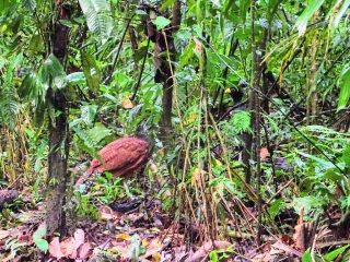 Costa Rica Arenal national parc oiseaux 2