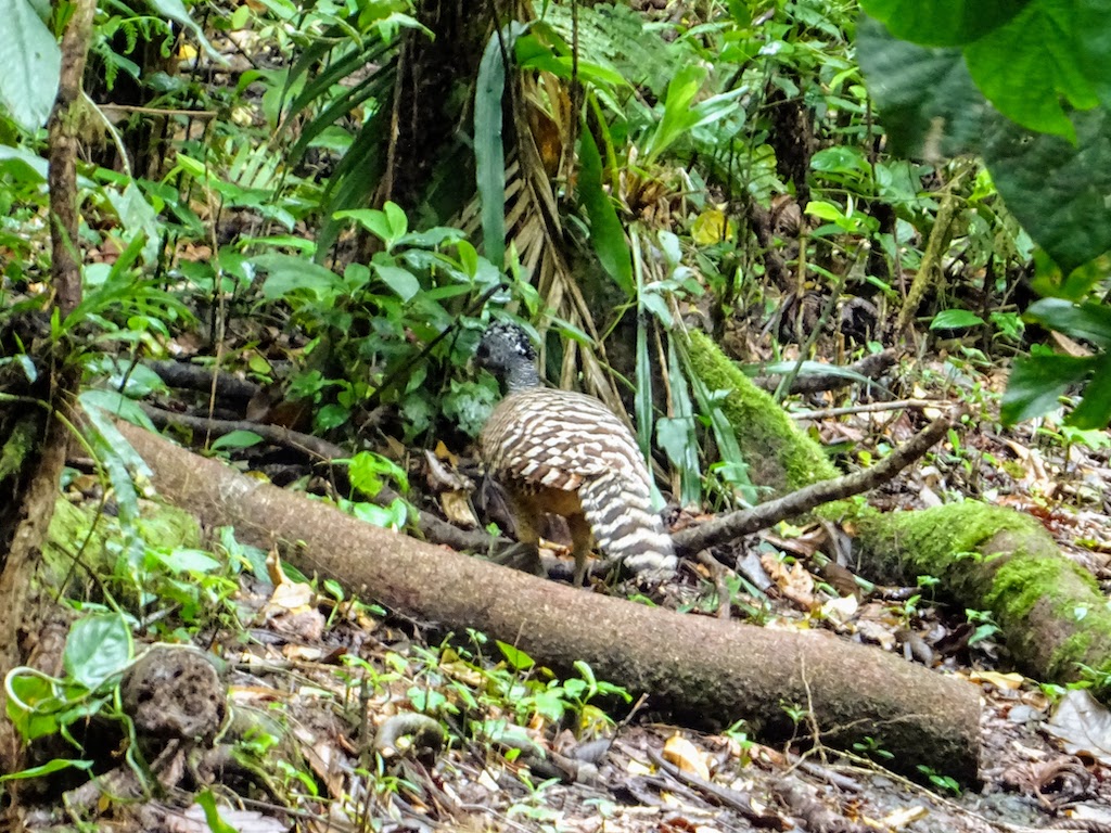 Costa Rica Arenal national park bird 3