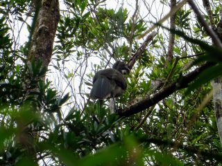 Costa Rica Arenal national parc oiseaux 4