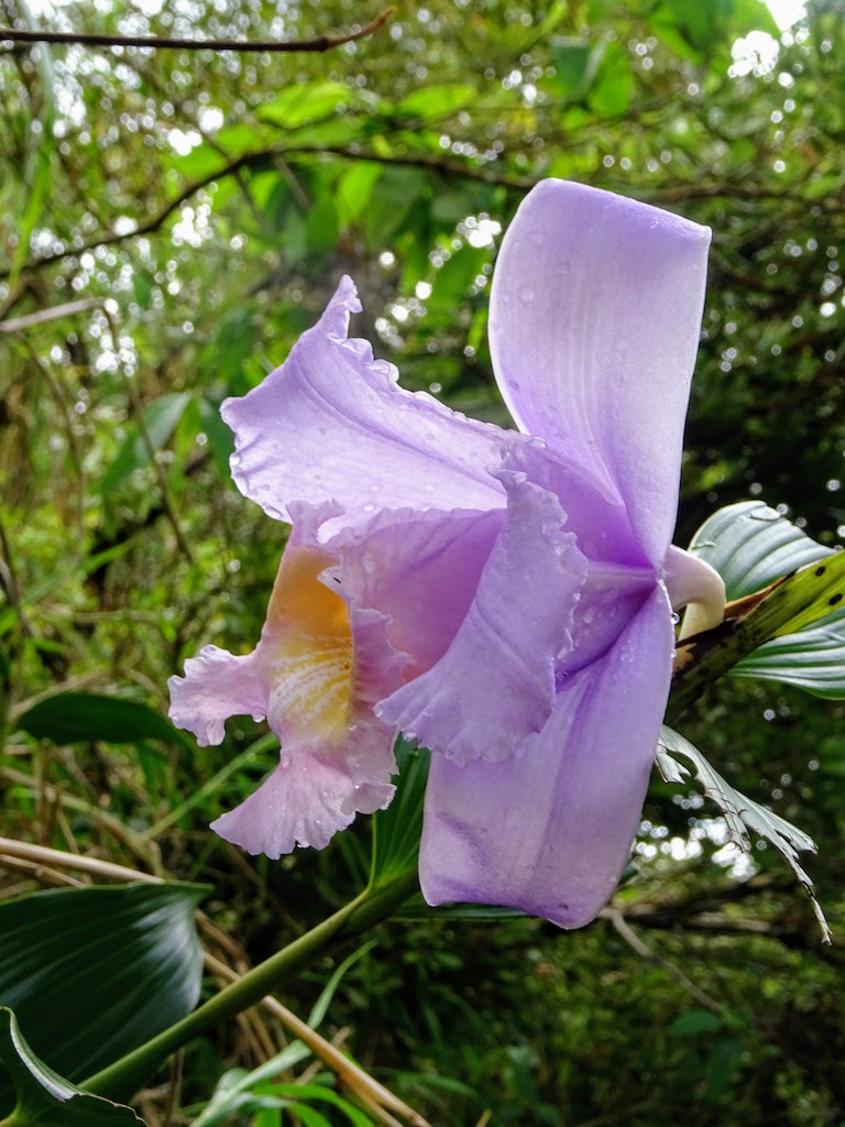 Costa Rica Arenal national park flower 1