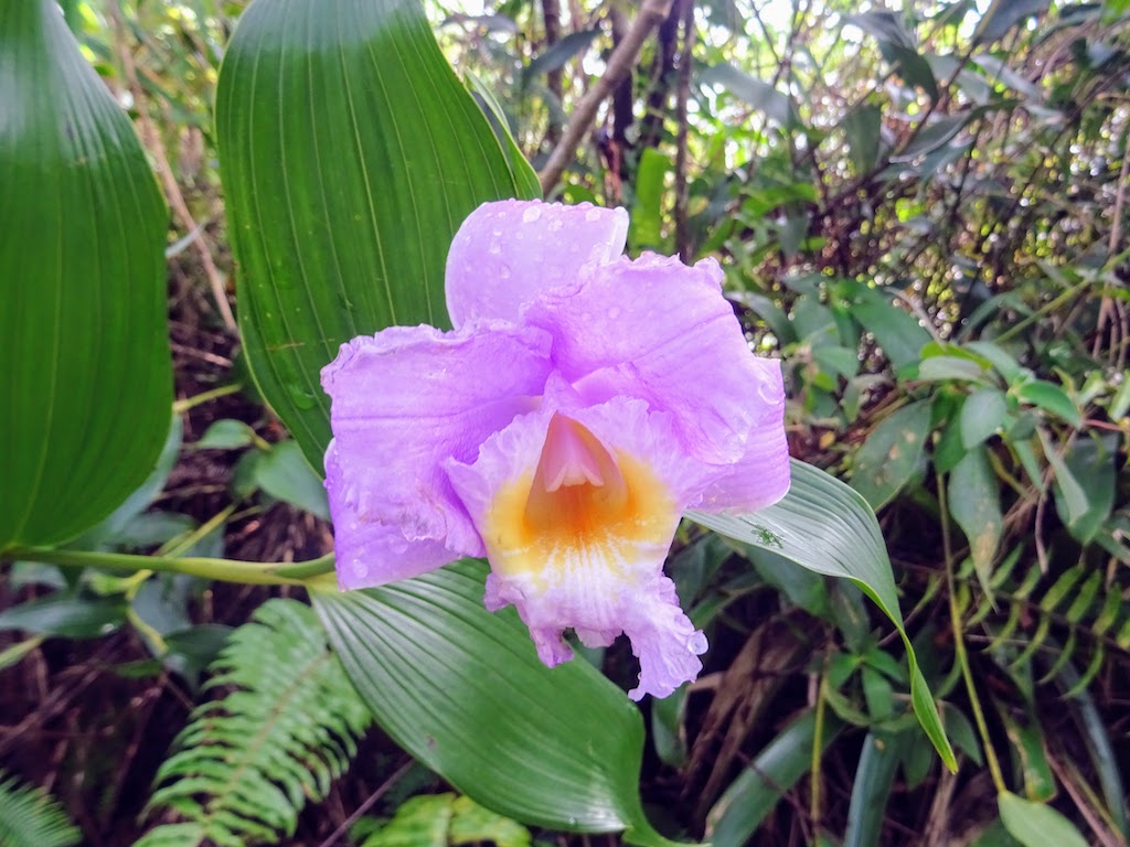 Costa Rica Arenal national park flower 2