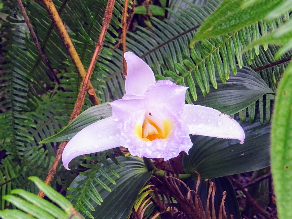 Costa Rica Arenal national park flower 3