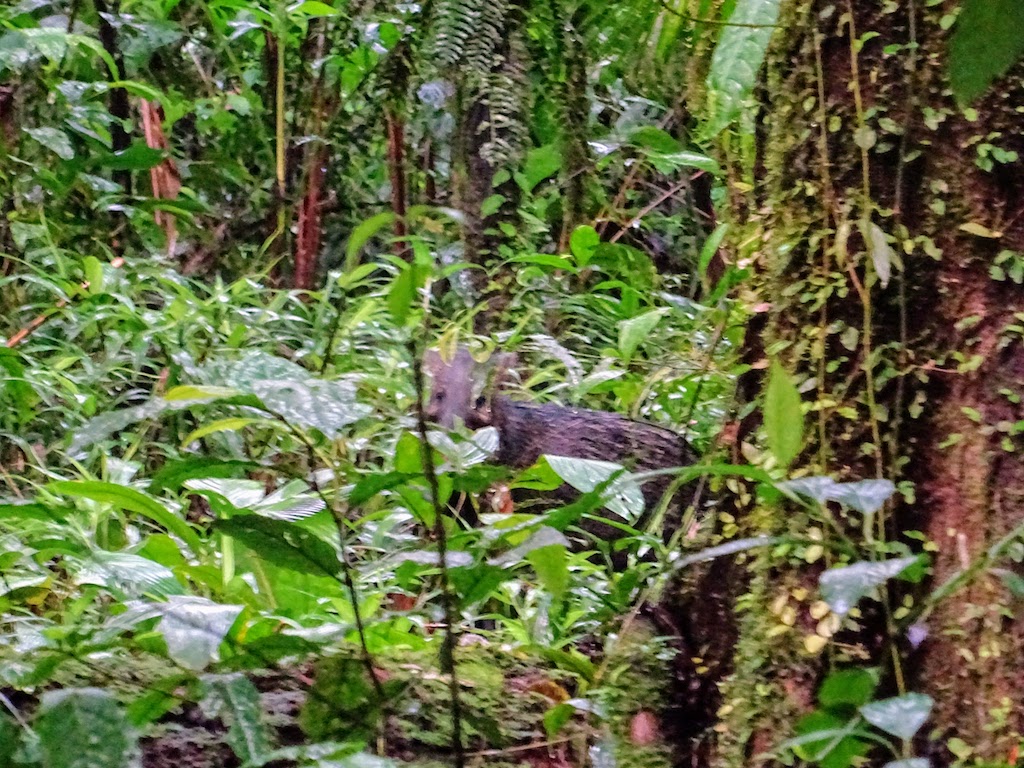 Costa Rica Arenal national park pumba