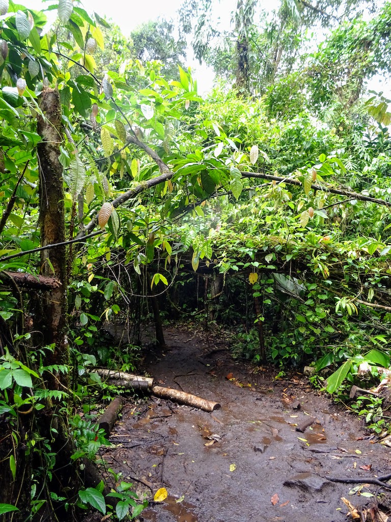 Costa Rica Arenal national park trail 5