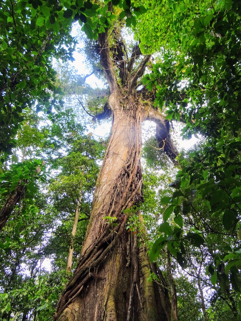 Costa Rica Arenal national park tree 2