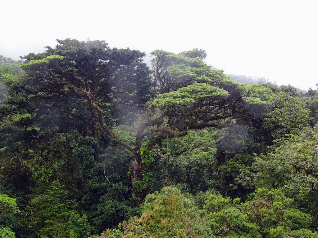 Costa Rica Monteverde forêt nuageuse 1