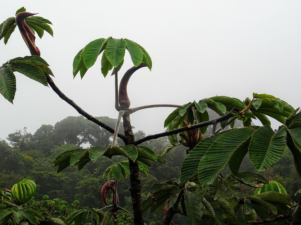Costa Rica Monteverde Selvatura arbre étrange