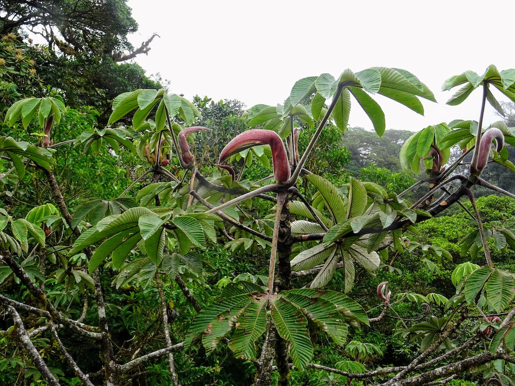 Costa Rica Monteverde Selvatura parc arbre étrange 1