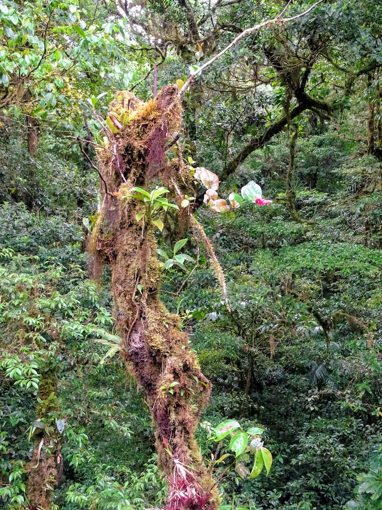 Costa Rica Monteverde Selvatura parc arbre