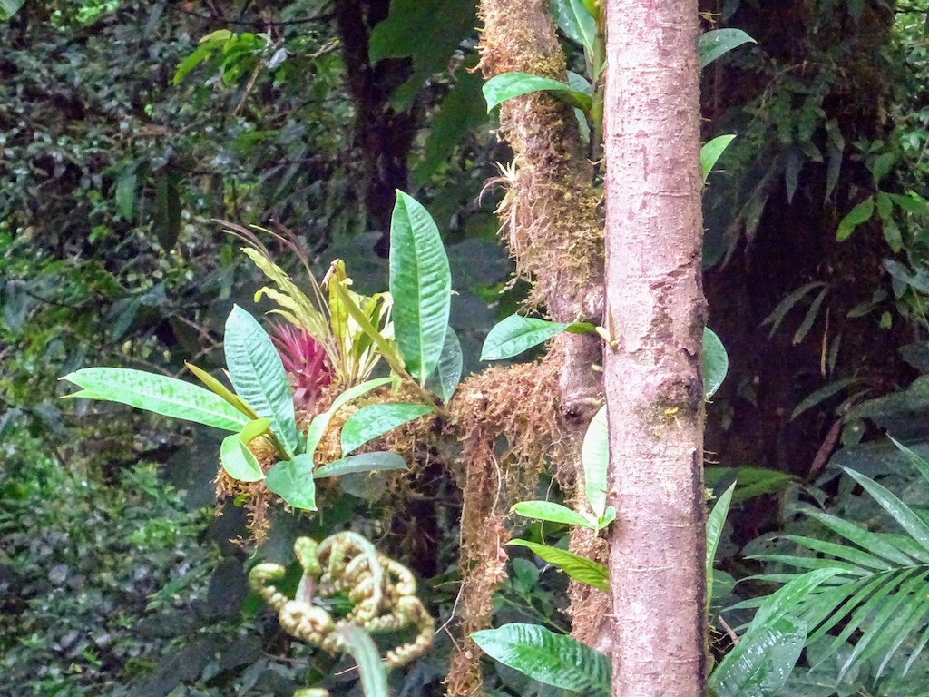 Costa Rica Monteverde Selvatura parc arbre1