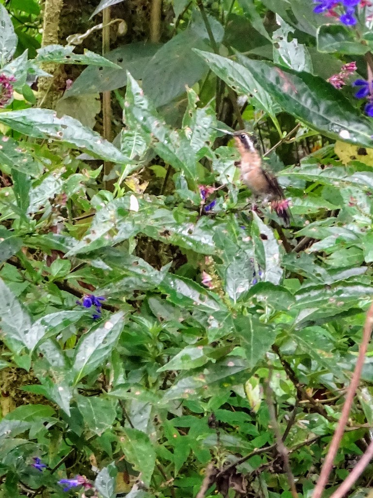 Costa Rica Monteverde colibri