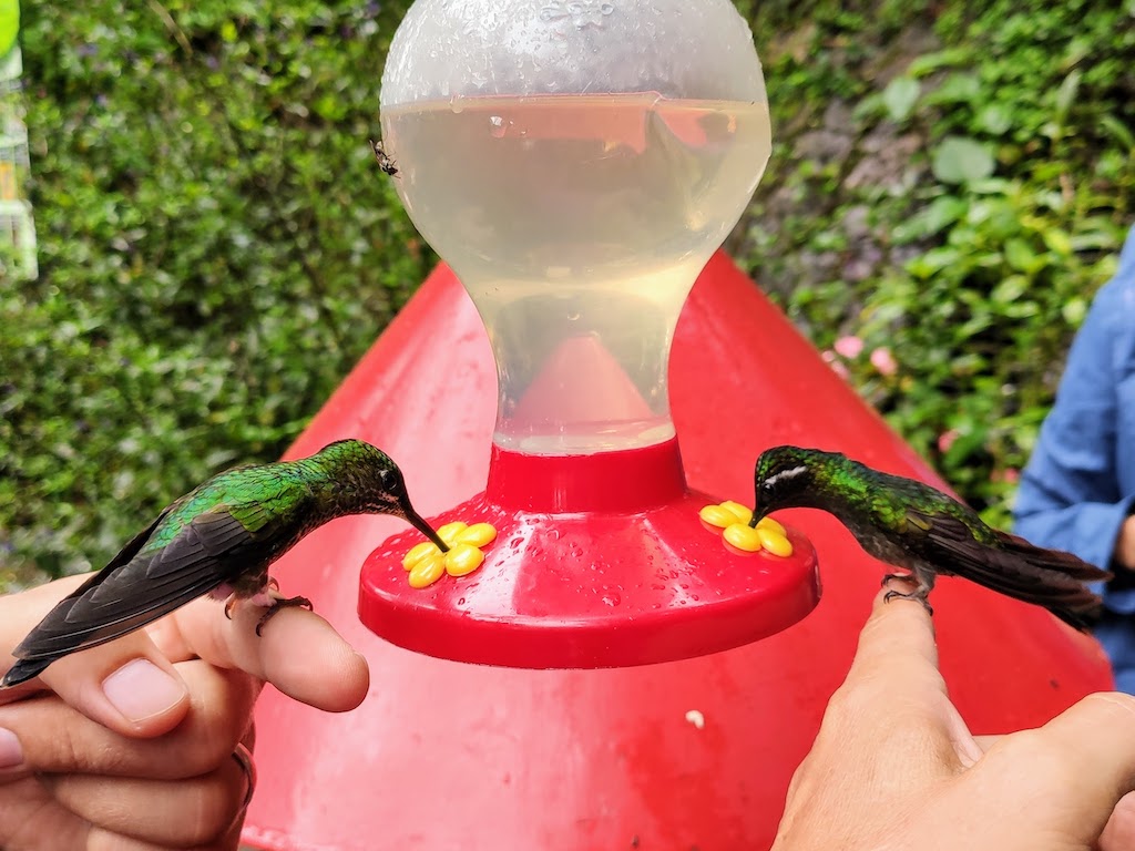 Costa Rica Monteverde colibris