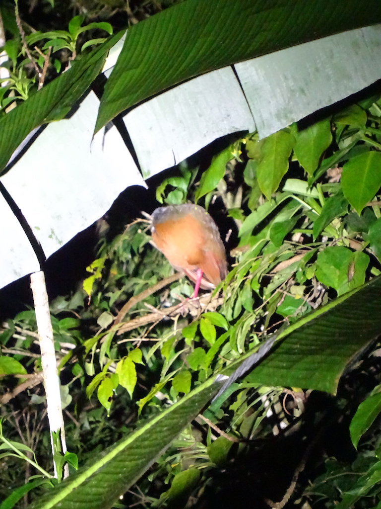 Costa Rica Monteverde promenade de nuit oiseau