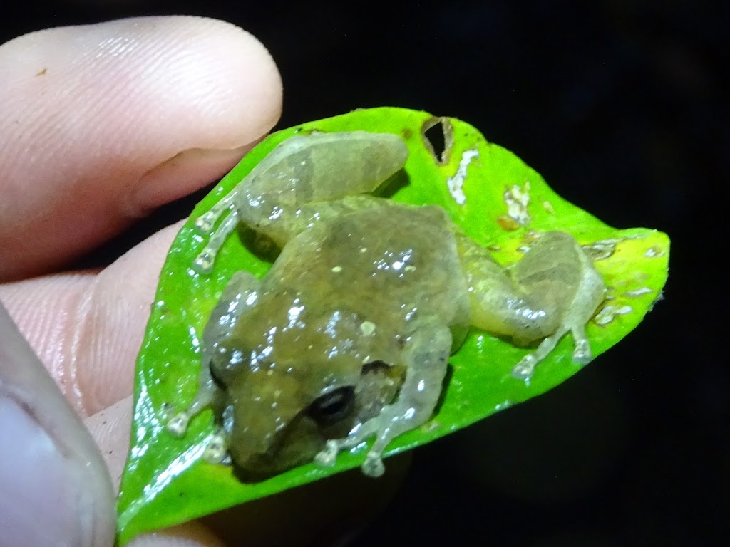 Costa Rica Monteverde promenade de nuit grenouille verte