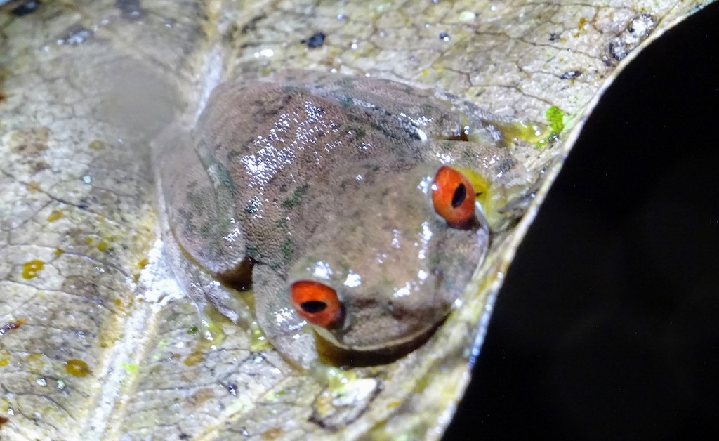 Costa Rica Monteverde promenade de nuit grenouille grise