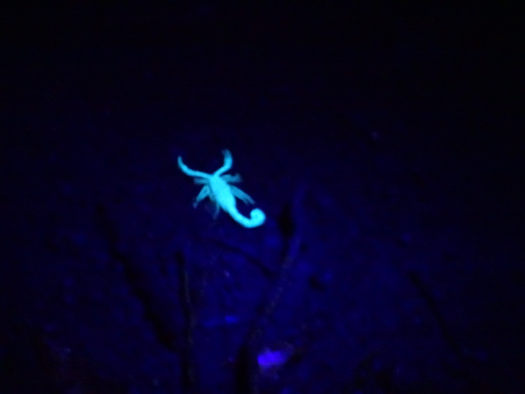 Costa Rica Monteverde promenade de nuit scorpion