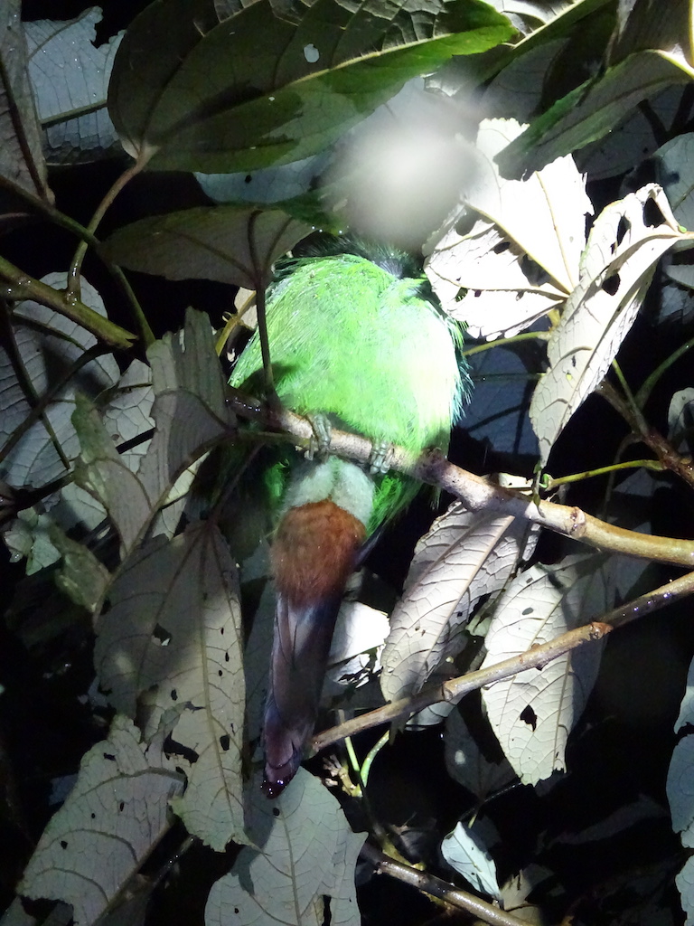 Costa Rica Monteverde promenade de nuit toucan