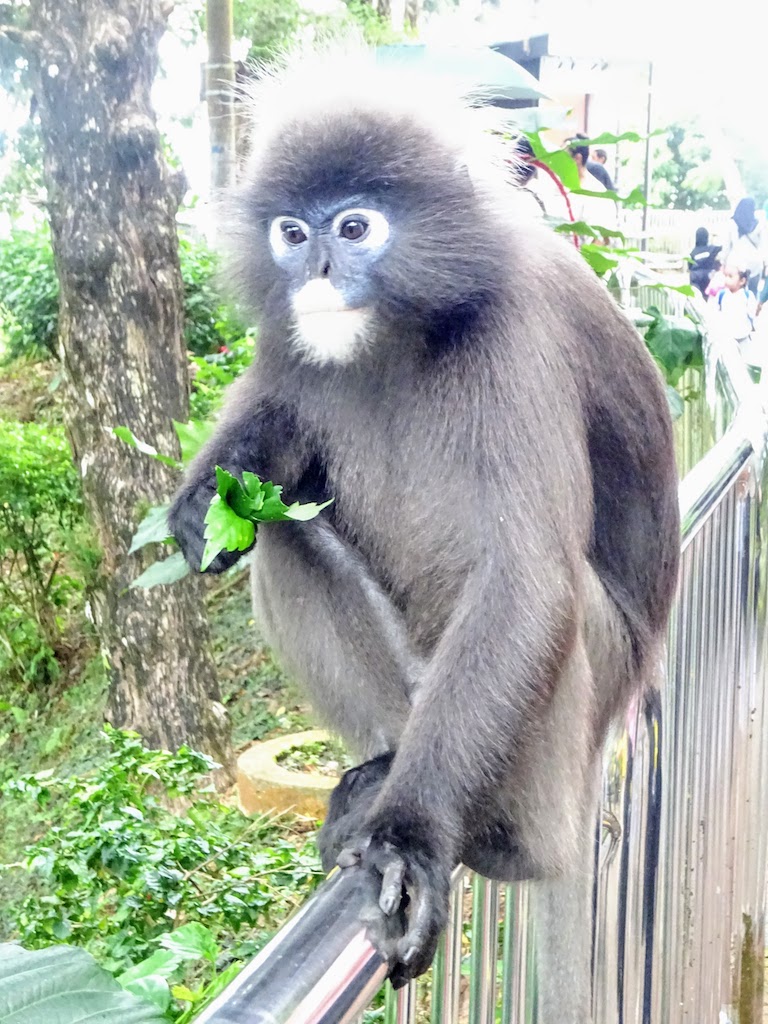 Malaisie Penang Hill singe