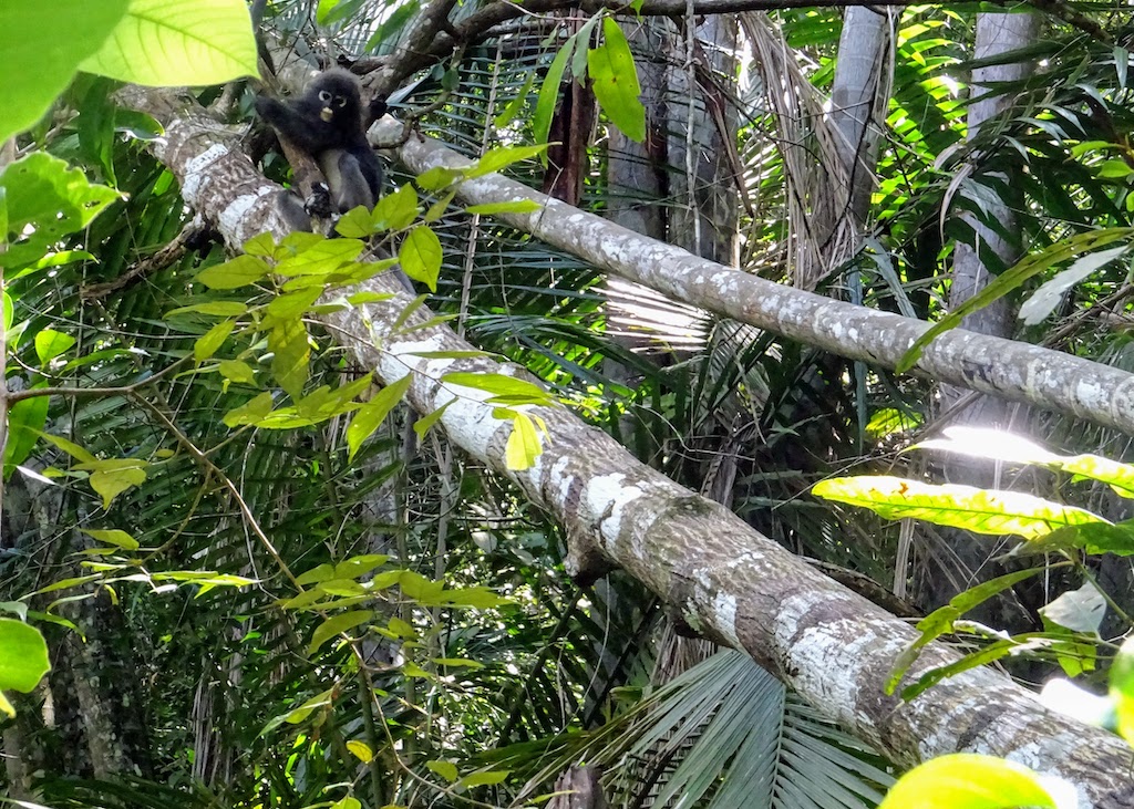 Malaysia Penang National park monkey