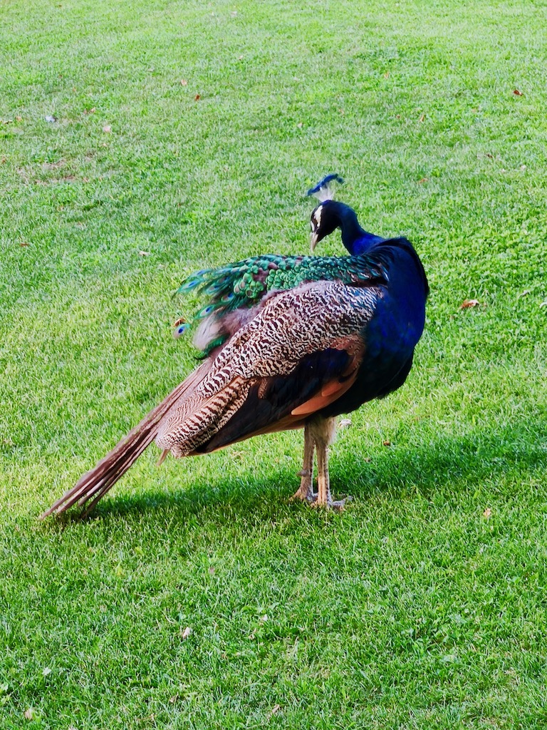 Spain Madrid Campo del Moro peacock