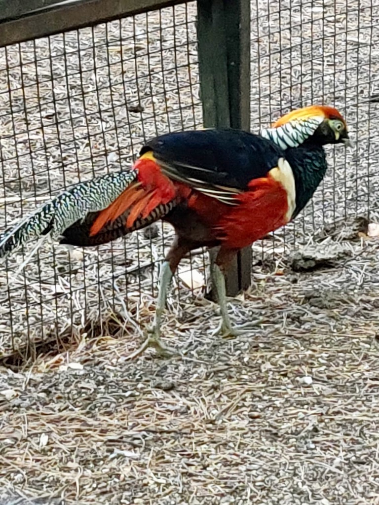 Spain Madrid Campo del Moro golden pheasant